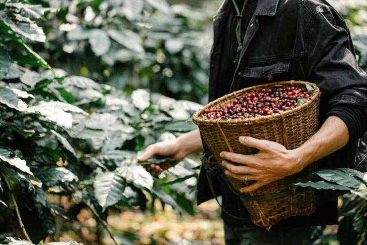 Giá cà phê hôm nay đang phản ánh điều gì trên thị trường?